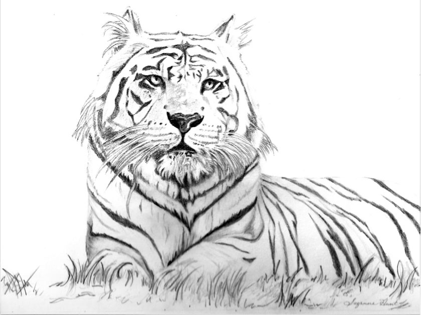 Tiger Illustration Tiger Kingdom and the Book of Destiny